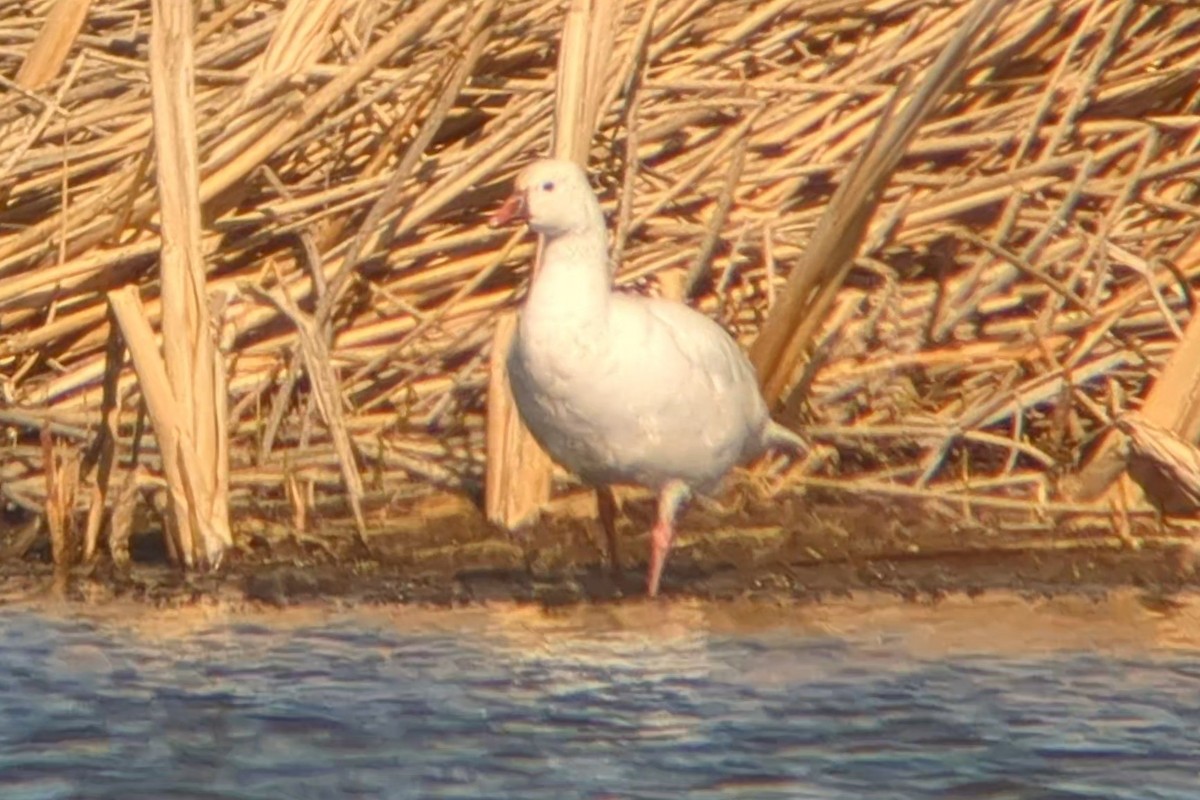 Ross's Goose - ML617830690