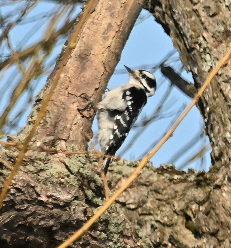 Downy Woodpecker - Regis Fortin