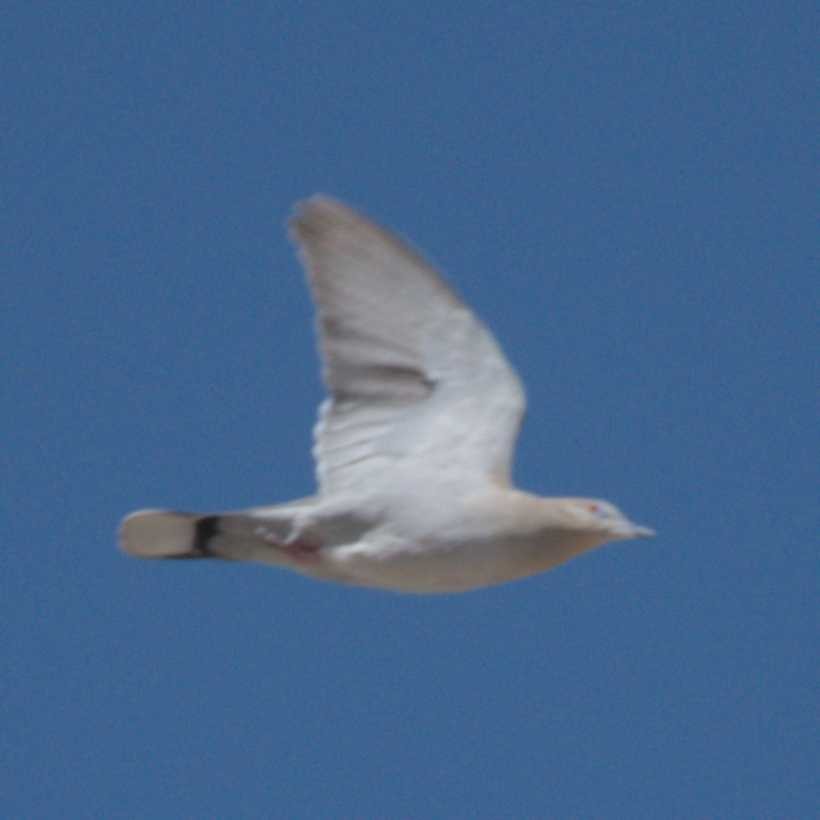 Eurasian Collared-Dove - ML617830710