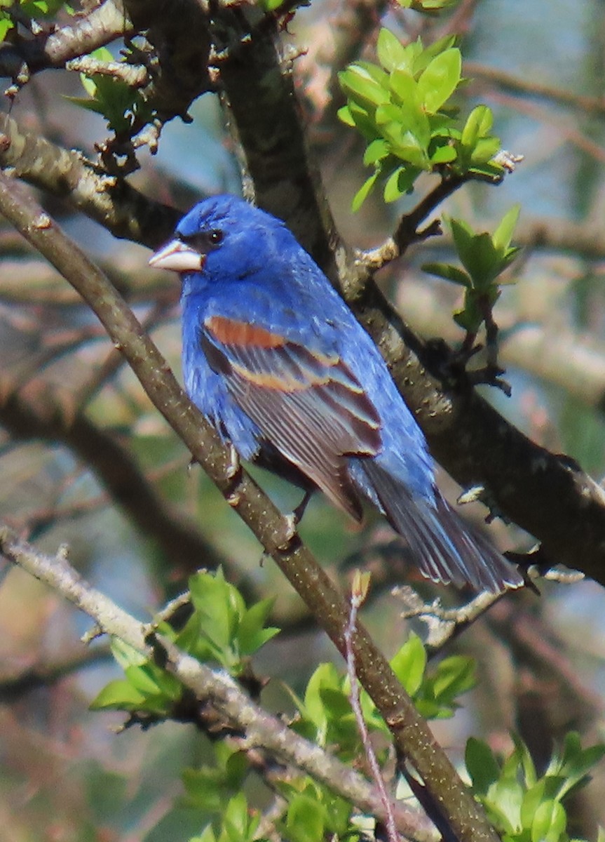 Blue Grosbeak - Jim Sweeney