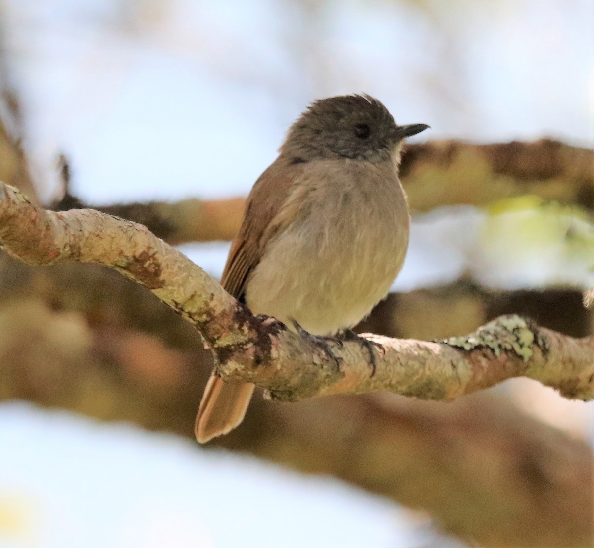 Flores Jungle Flycatcher - ML617830762