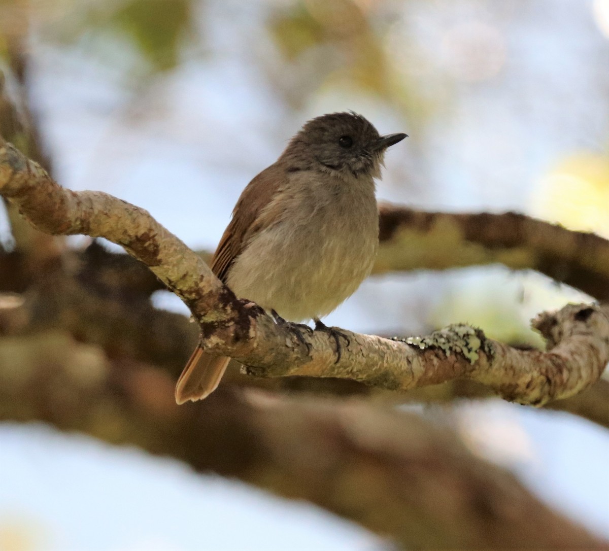 Flores Jungle Flycatcher - ML617830763