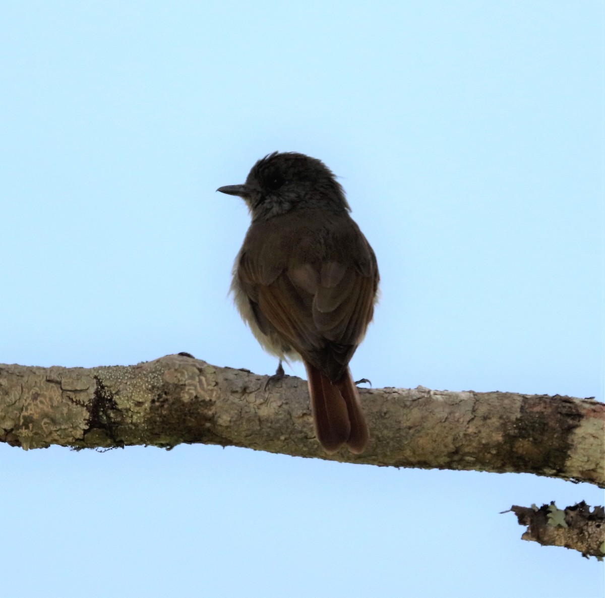 Flores Jungle Flycatcher - ML617830764