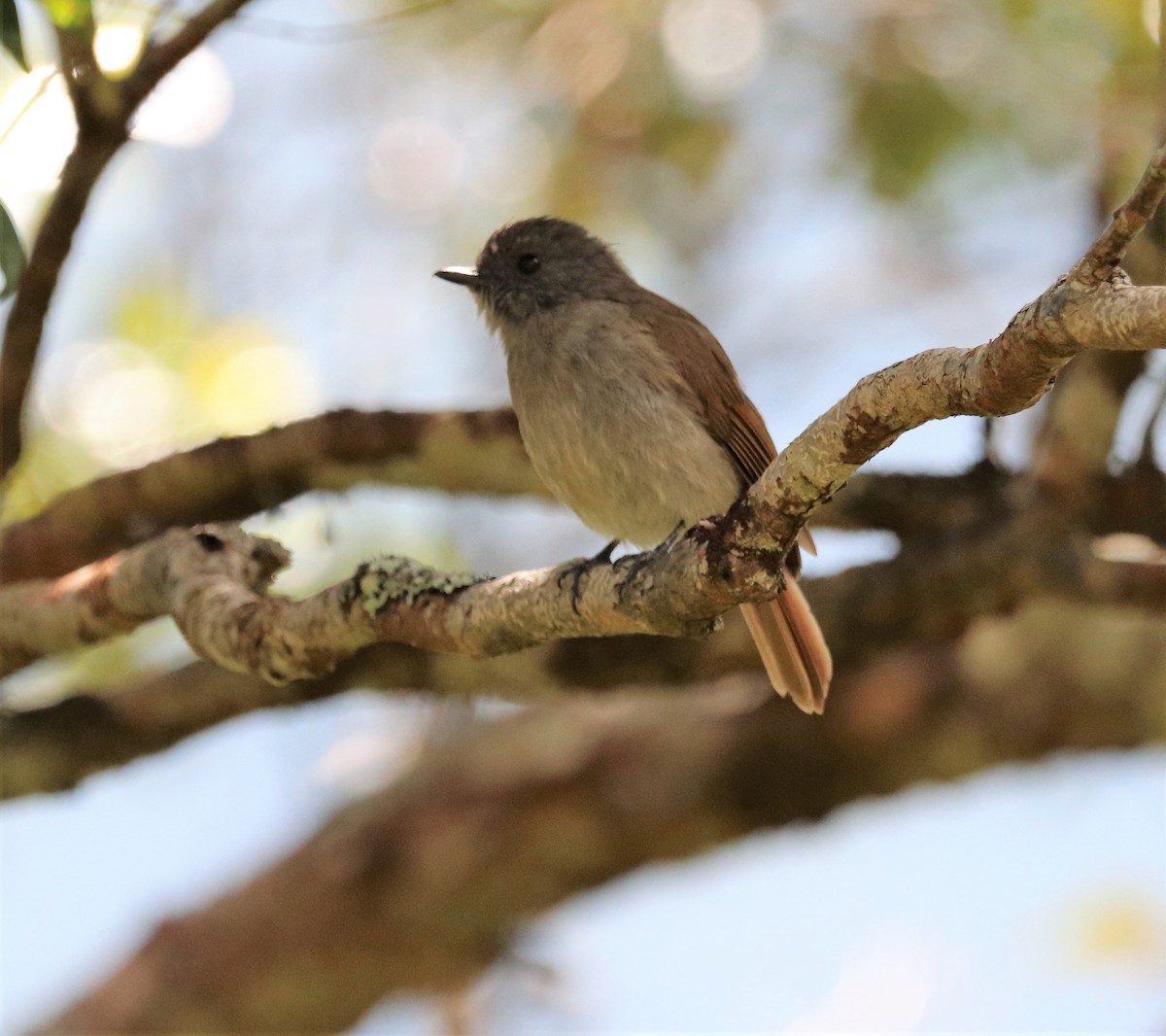 Flores Jungle Flycatcher - ML617830765