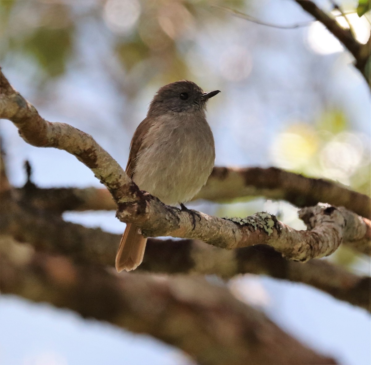 Flores Jungle Flycatcher - ML617830766