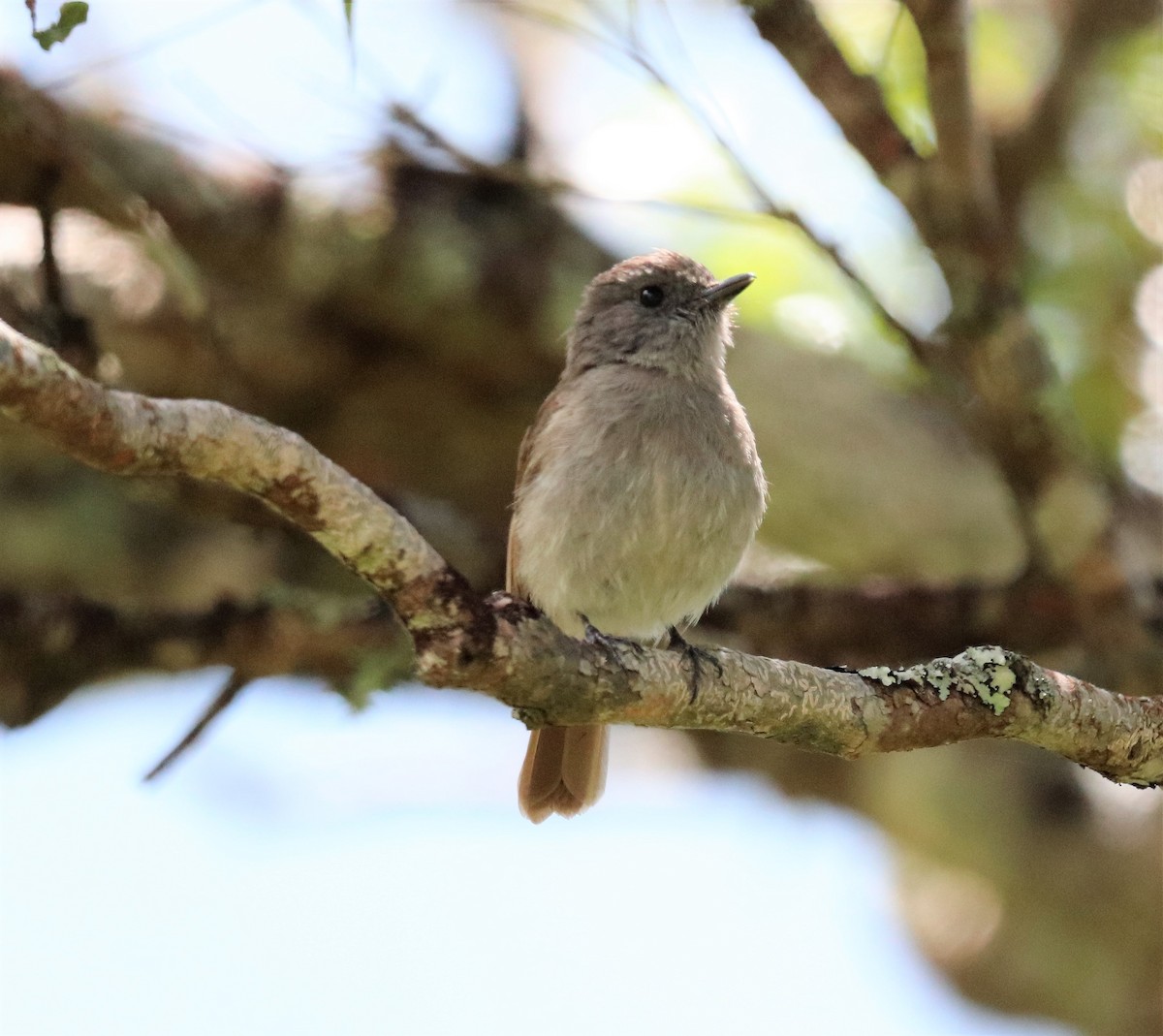 Flores Jungle Flycatcher - ML617830767