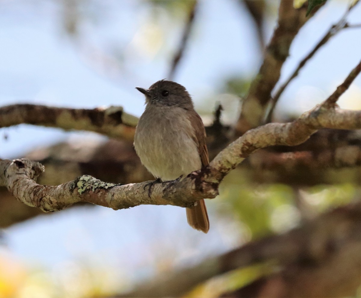 Flores Jungle Flycatcher - ML617830768