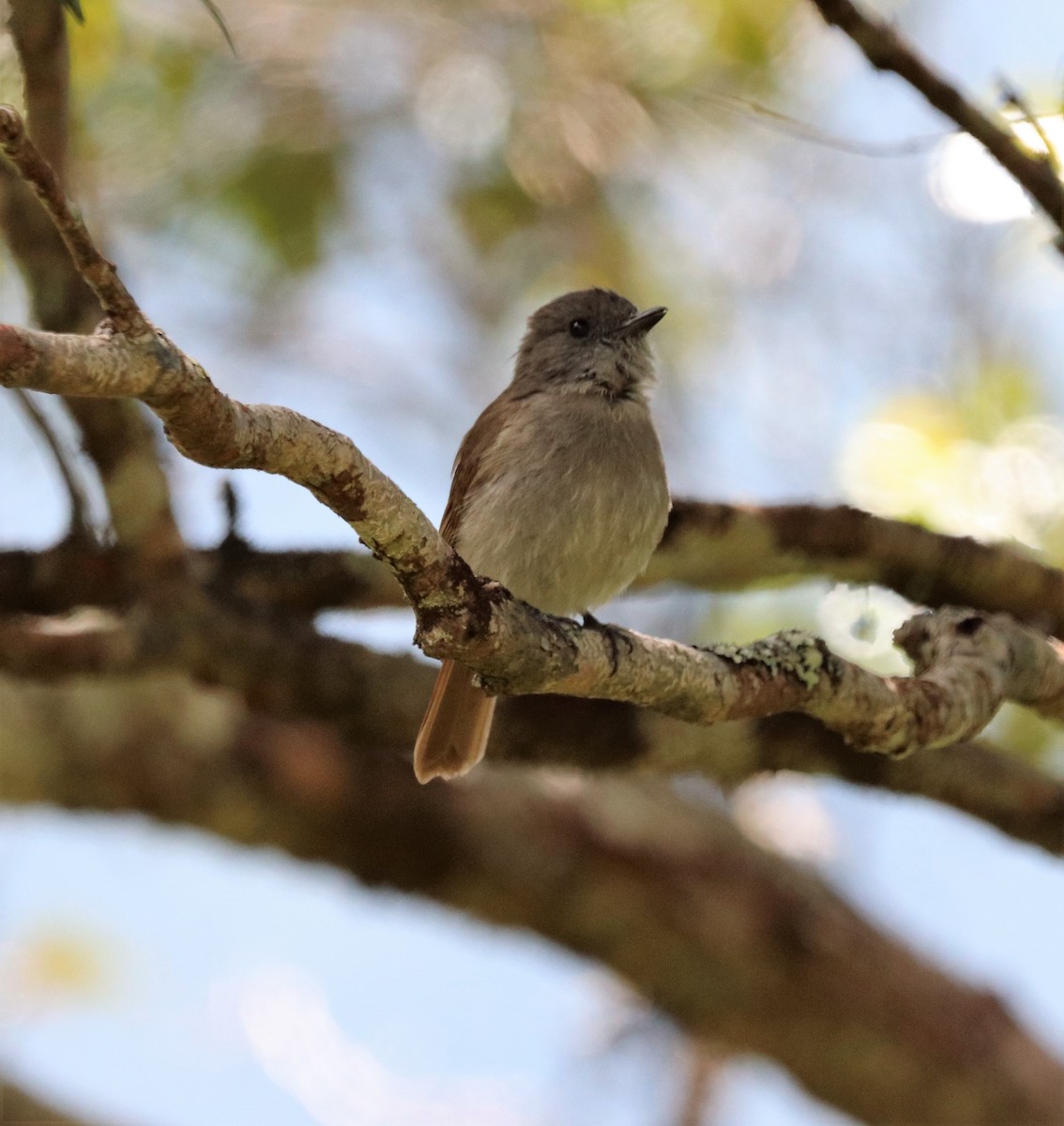 Flores Jungle Flycatcher - ML617830769
