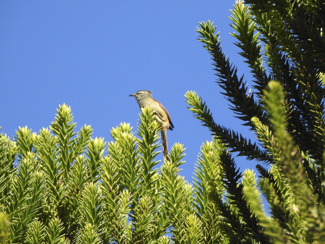 Araucaria Tit-Spinetail - ML617830782