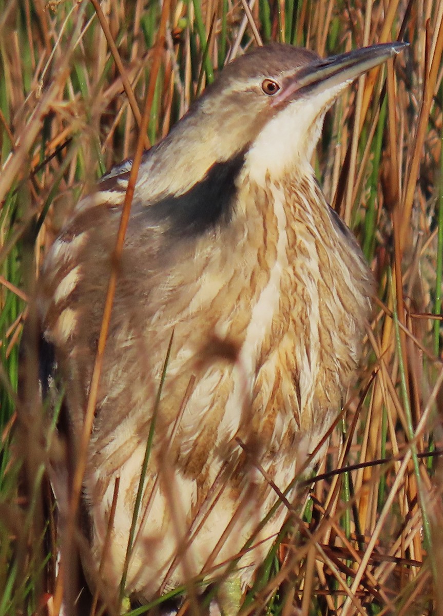 American Bittern - Jim Sweeney