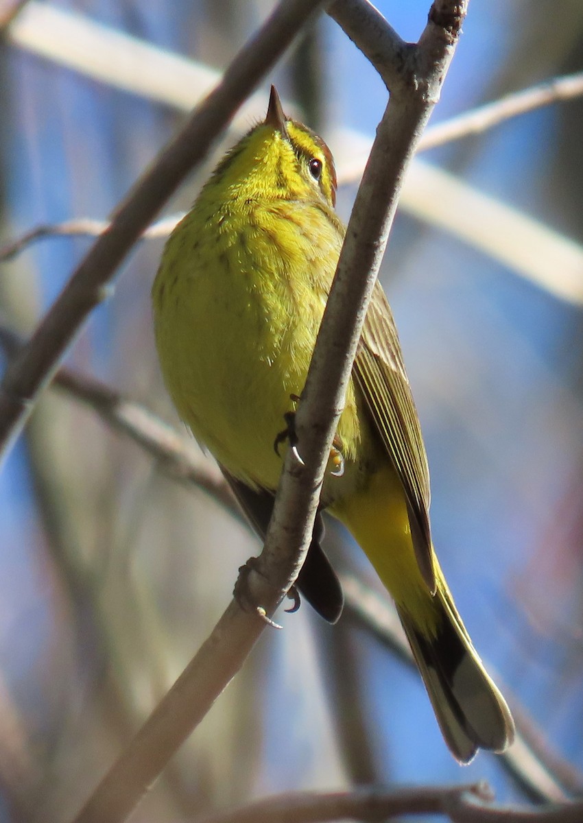 Palm Warbler - Jim Sweeney