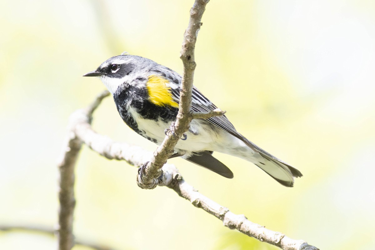 Yellow-rumped Warbler - Ed Vigezzi