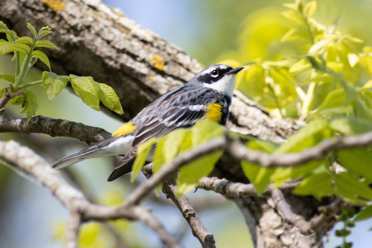 Yellow-rumped Warbler - Ed Vigezzi