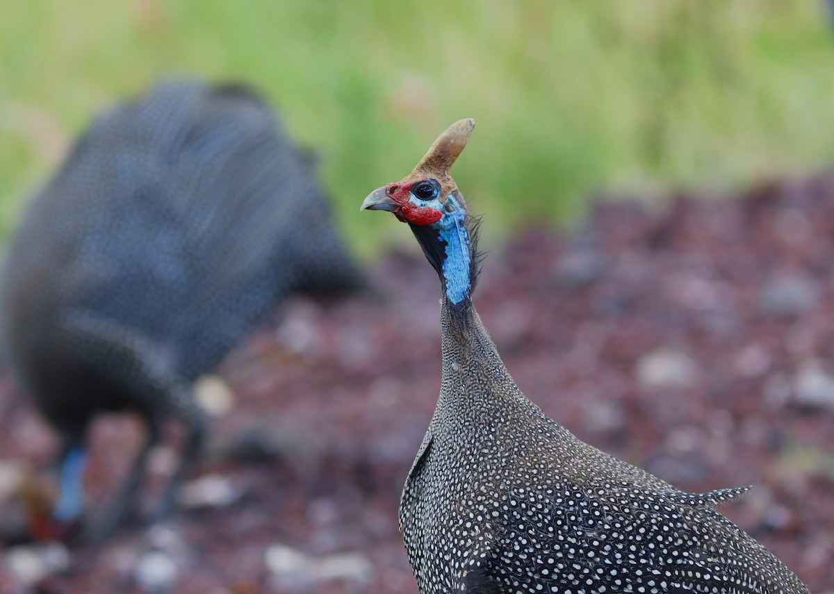 Helmeted Guineafowl - ML617830834