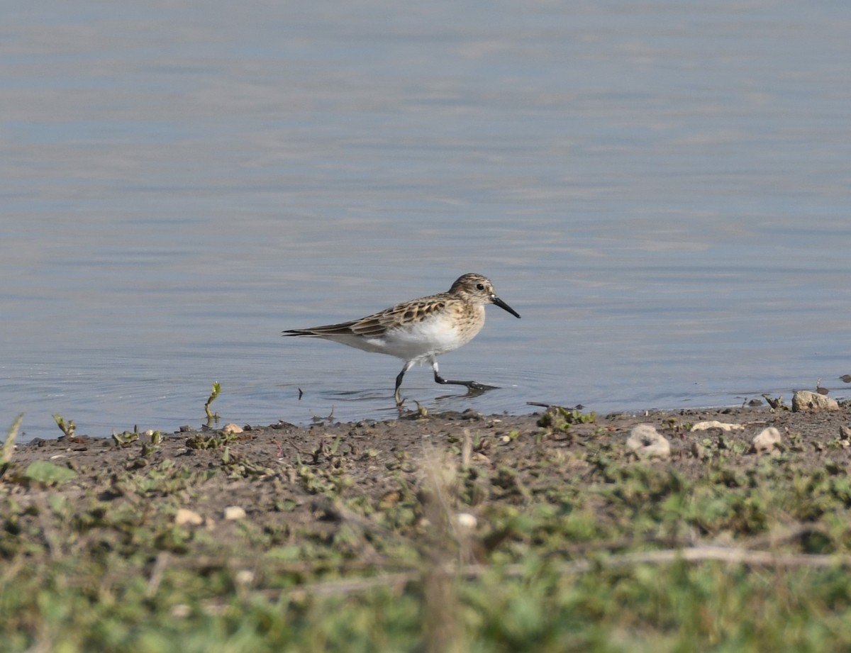 Baird's Sandpiper - Joe Girgente