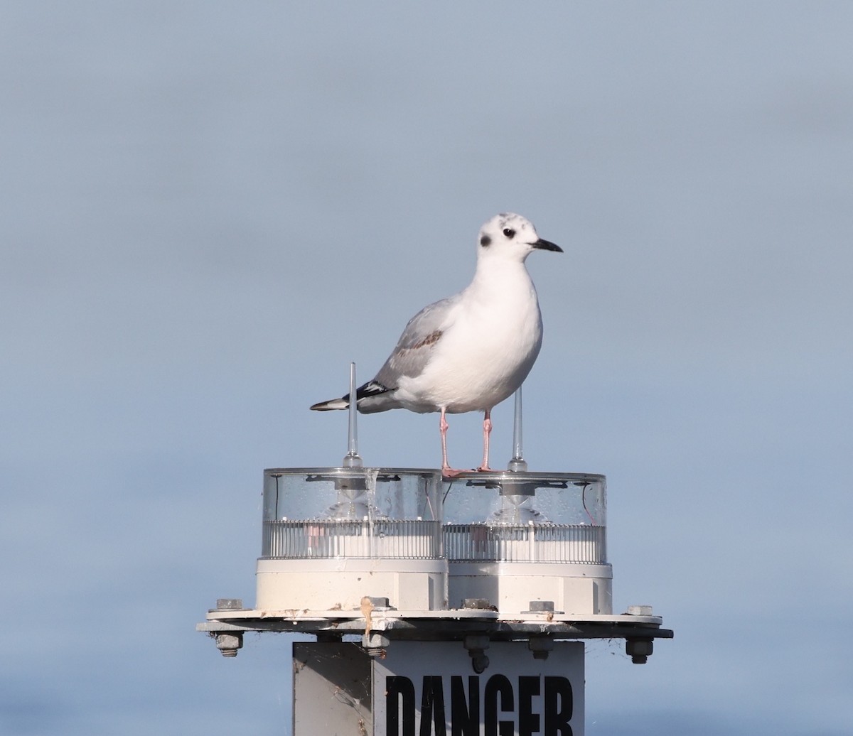 Bonaparte's Gull - ML617830874