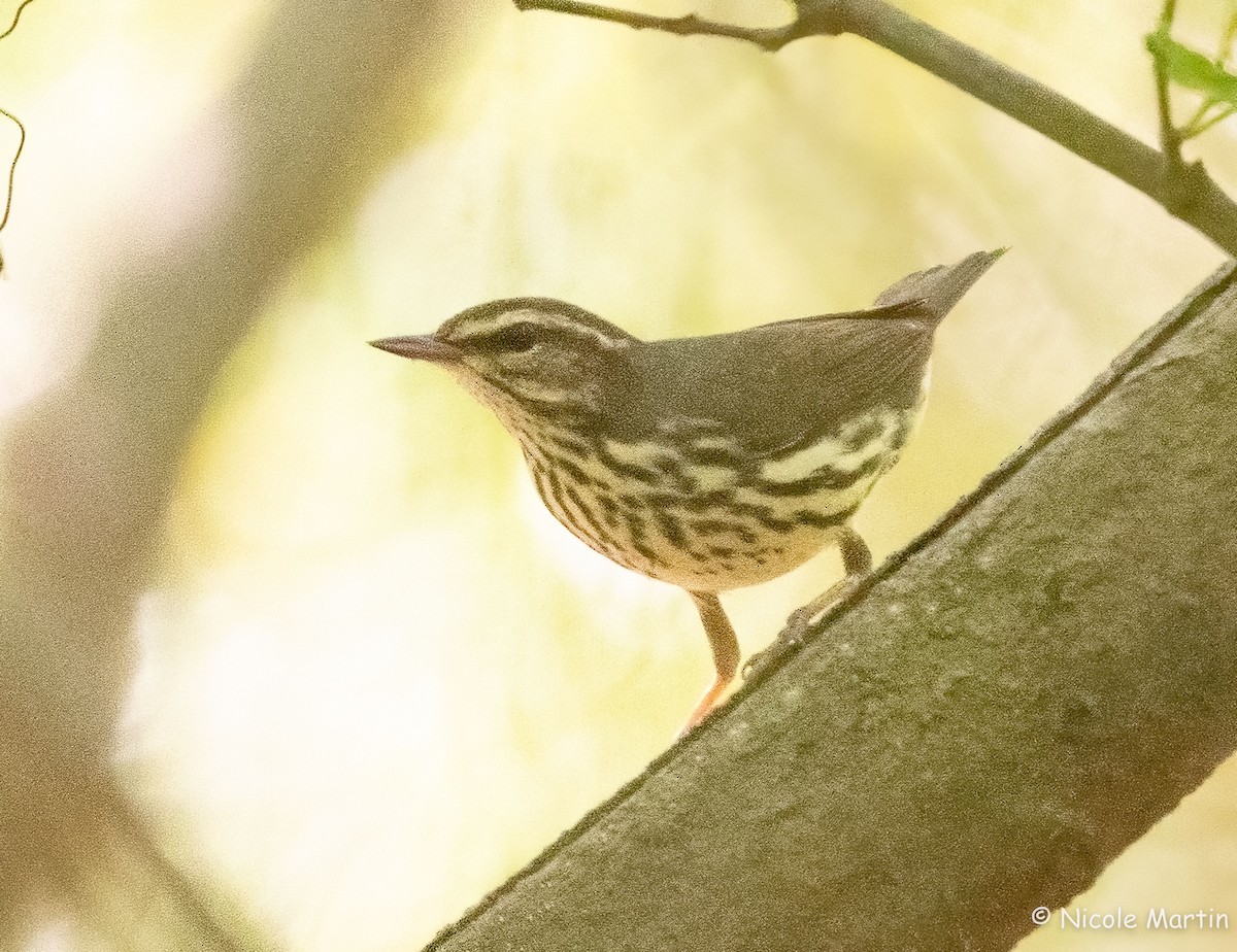 Northern Waterthrush - ML617830875