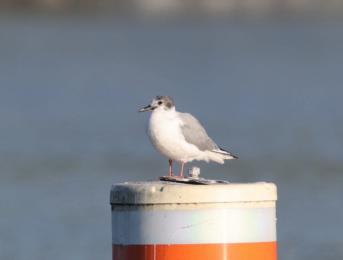 Bonaparte's Gull - ML617830880