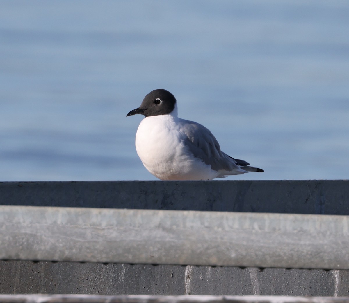 Bonaparte's Gull - Rusty Trump