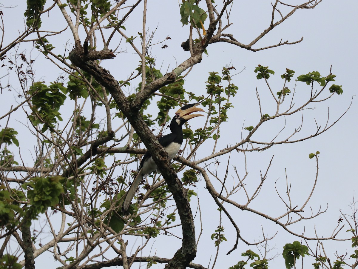 Malabar Pied-Hornbill - ML617830888