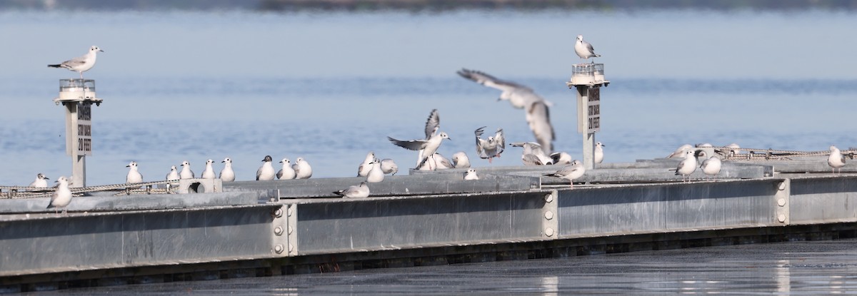 Bonaparte's Gull - ML617830894