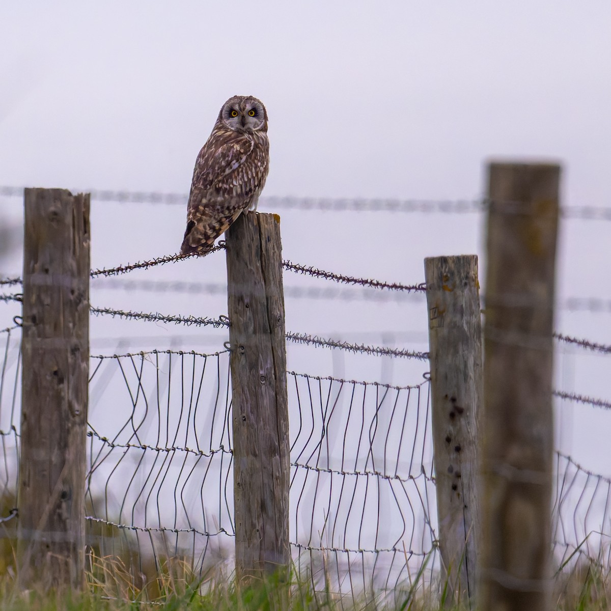 Short-eared Owl - ML617830898