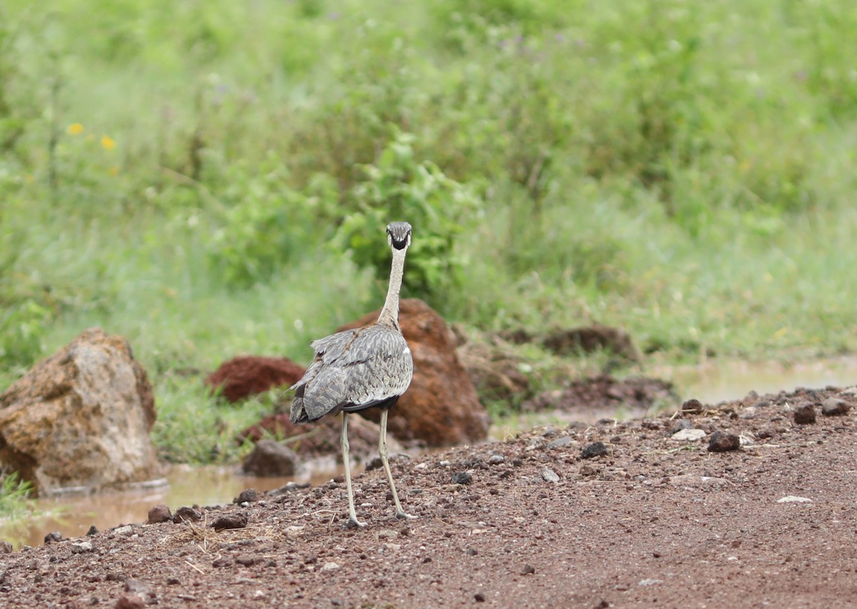 Black-bellied Bustard - ML617830910