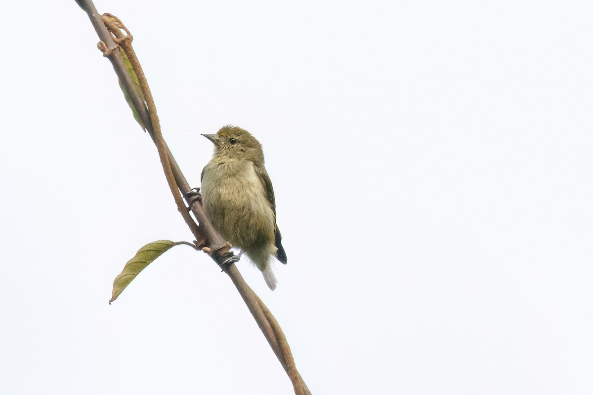 Forest Penduline-Tit - ML617830924