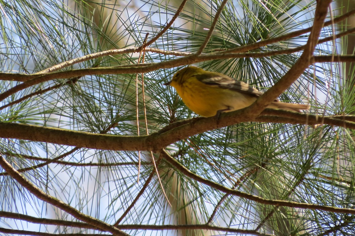 Pine Warbler - ML617830930