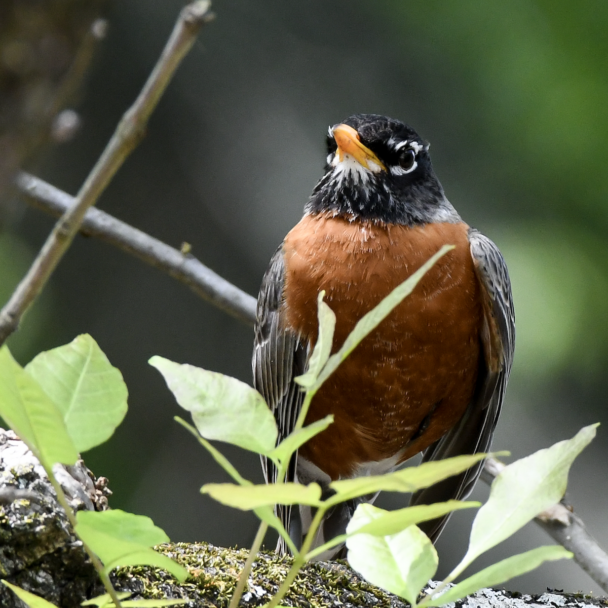 American Robin - ML617830936