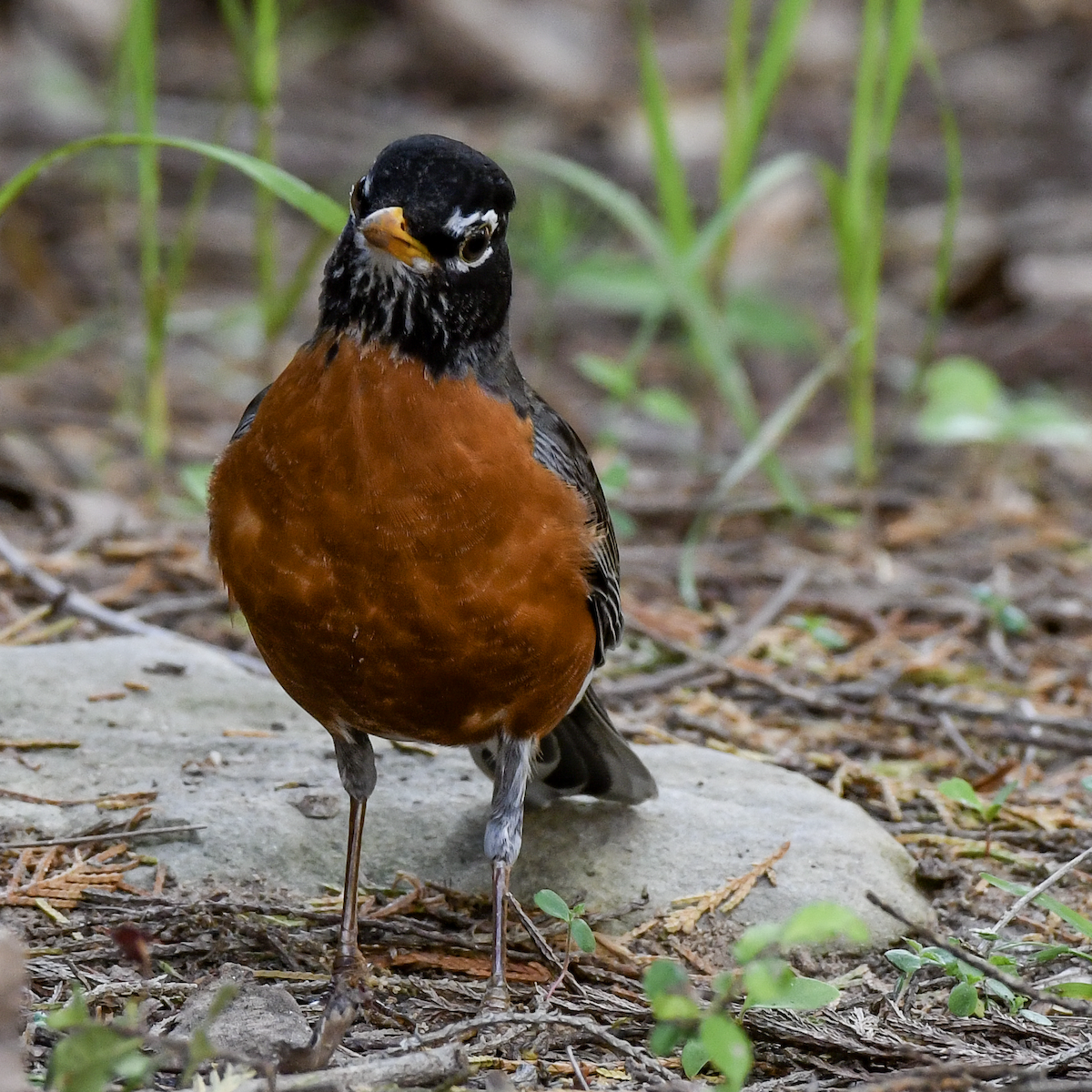 American Robin - ML617830937