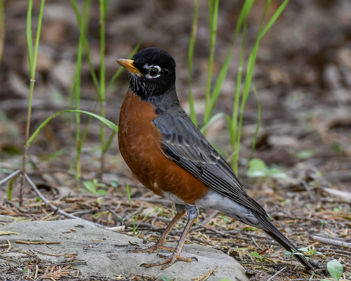 American Robin - ML617830938