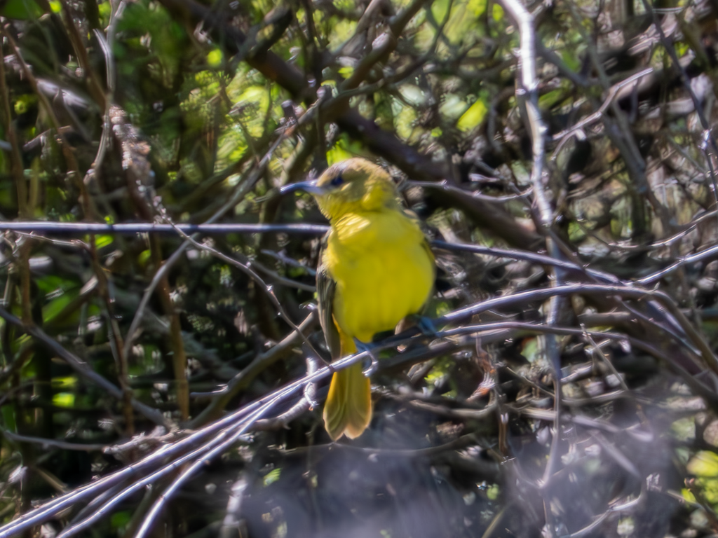 Orchard Oriole - ML617830961