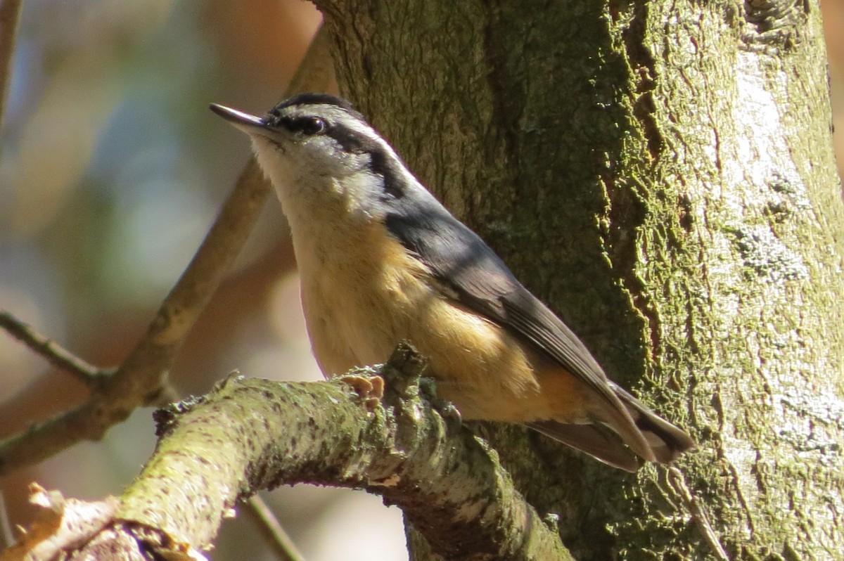 Red-breasted Nuthatch - suzanne pudelek