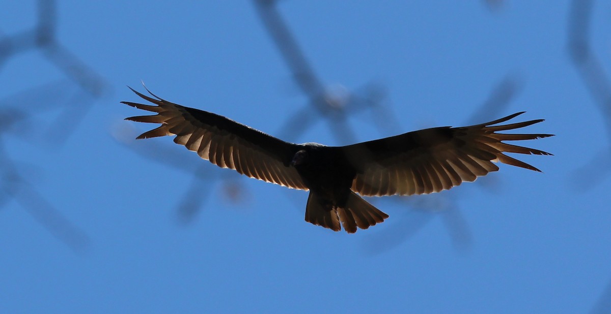 Turkey Vulture - Bob Heitzman