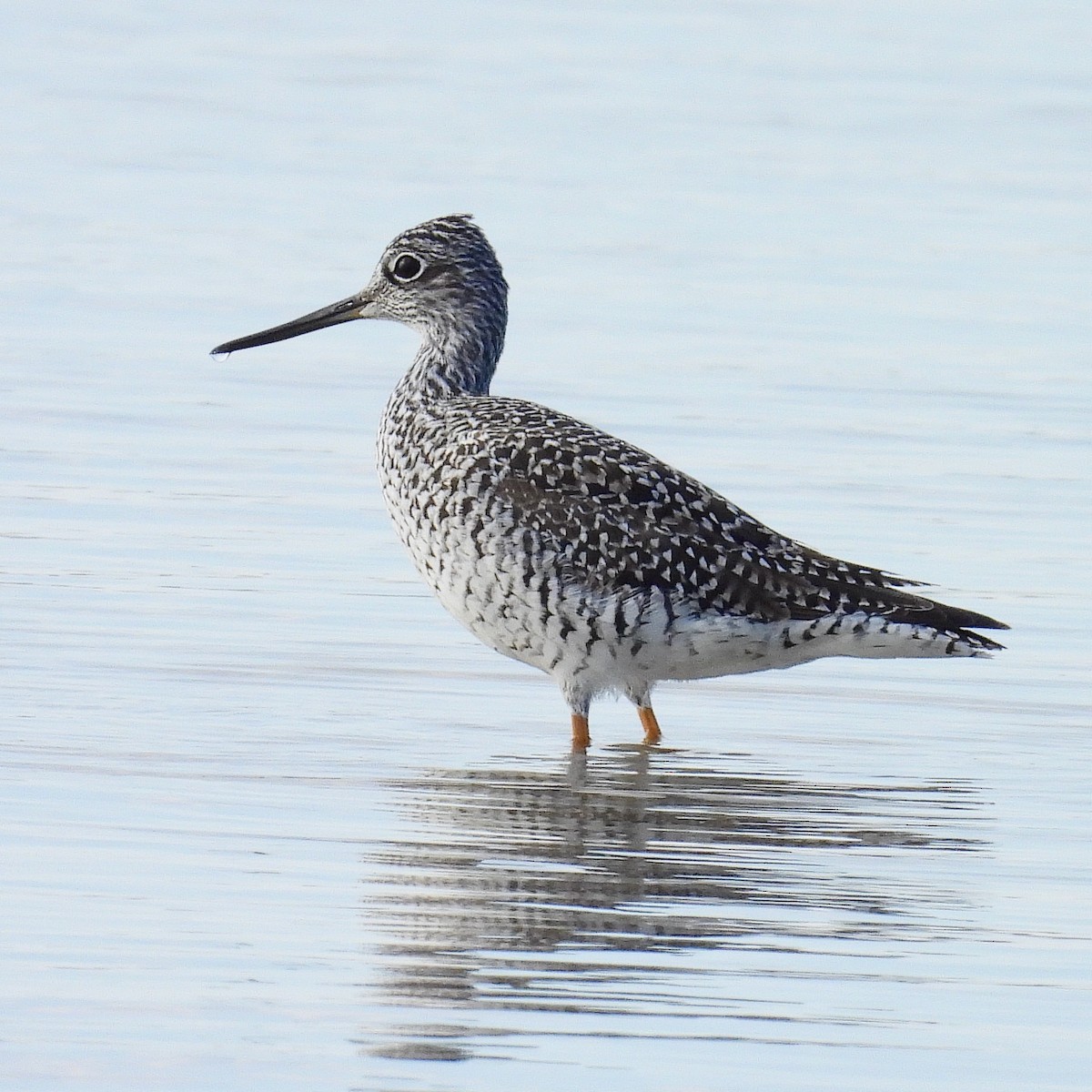 Greater Yellowlegs - ML617831046