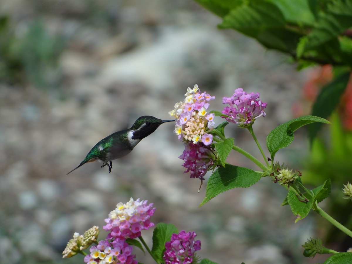 Colibrí de Esmeraldas - ML617831098