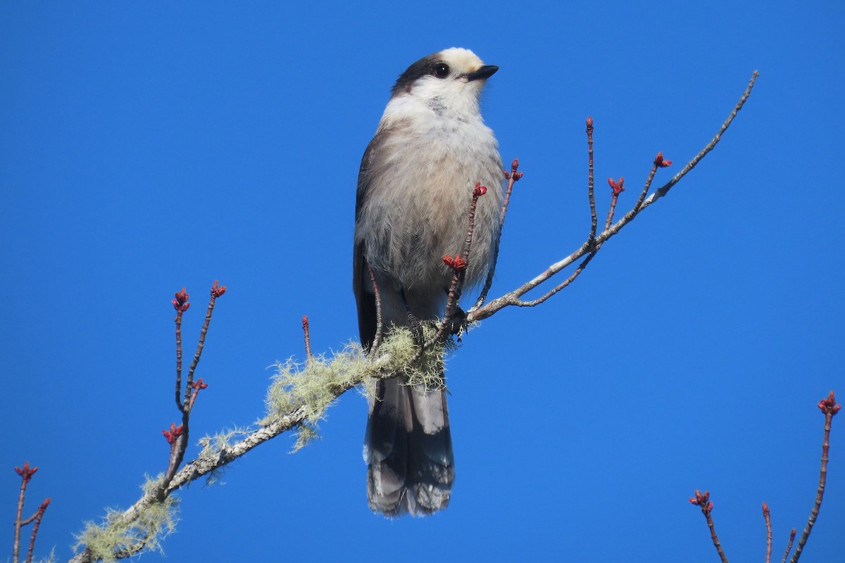 Canada Jay - Robert Keereweer