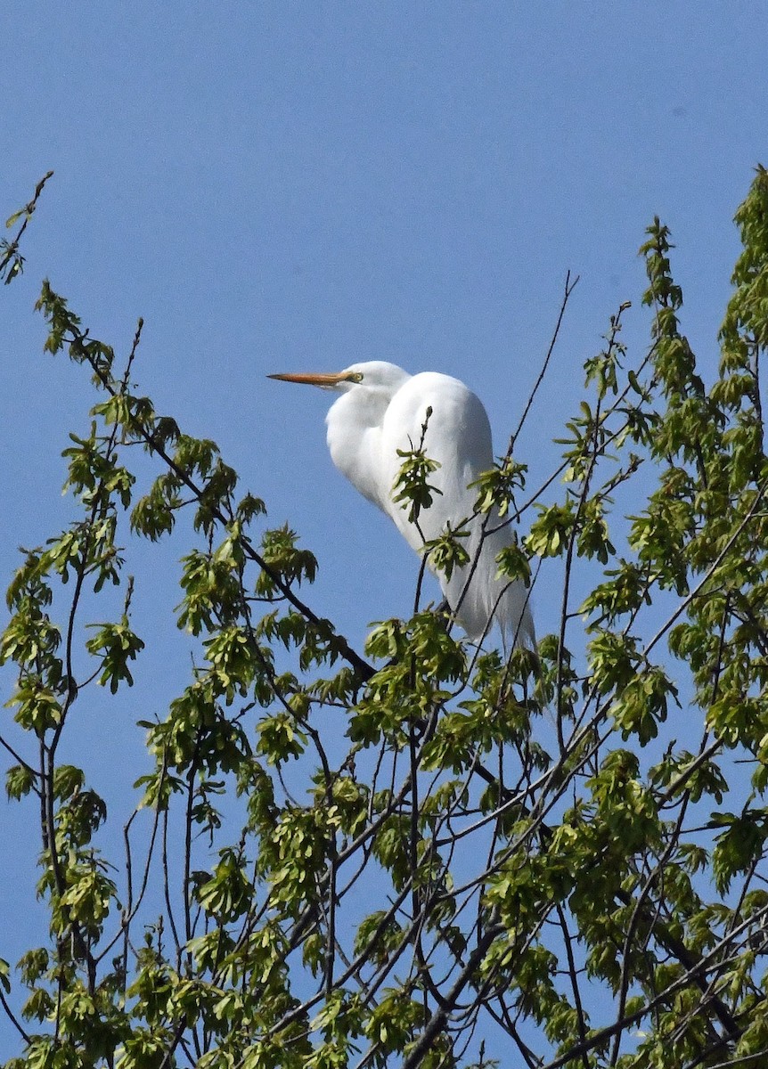 Great Egret - Carol Hildebrand