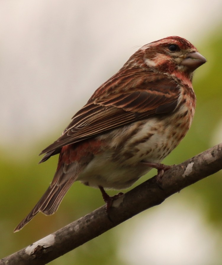 Purple Finch - ML617831161