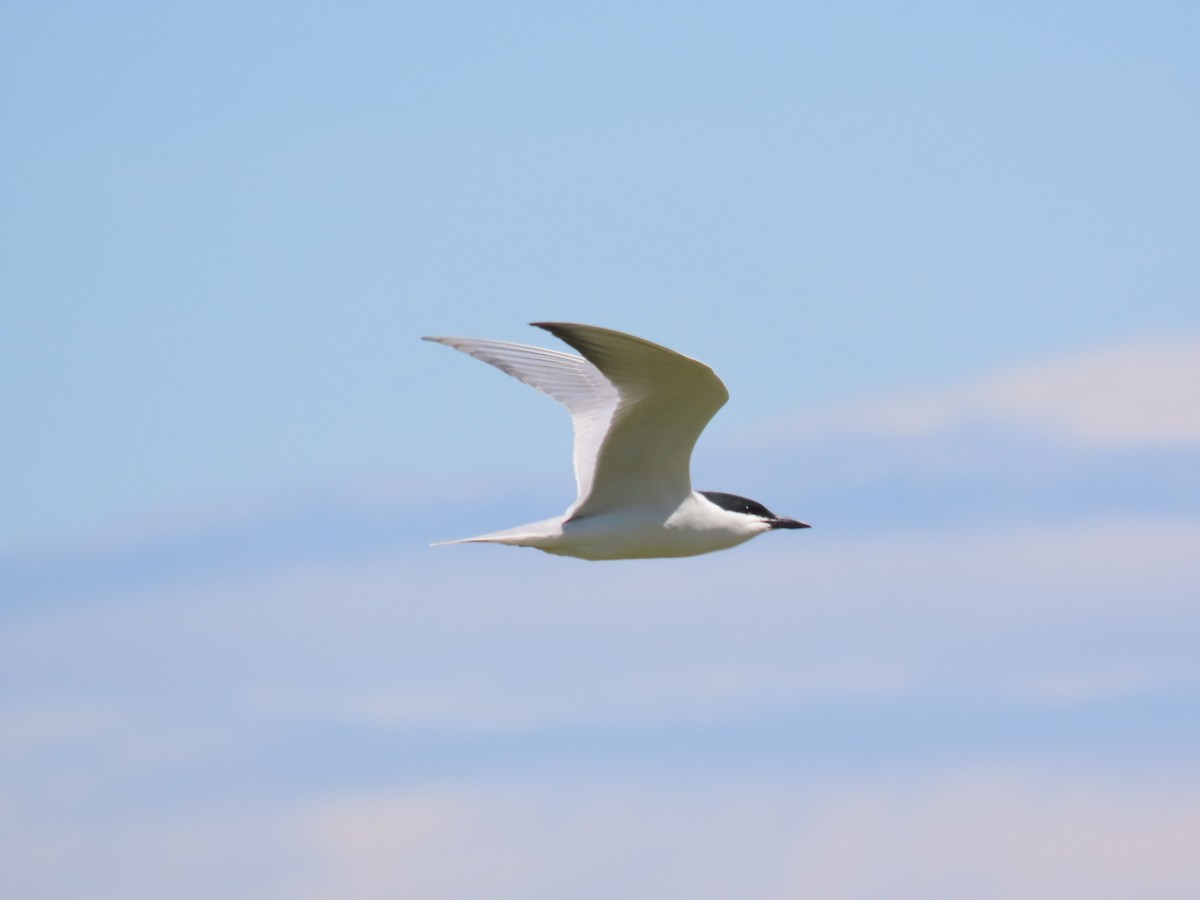 Gull-billed Tern - ML617831170