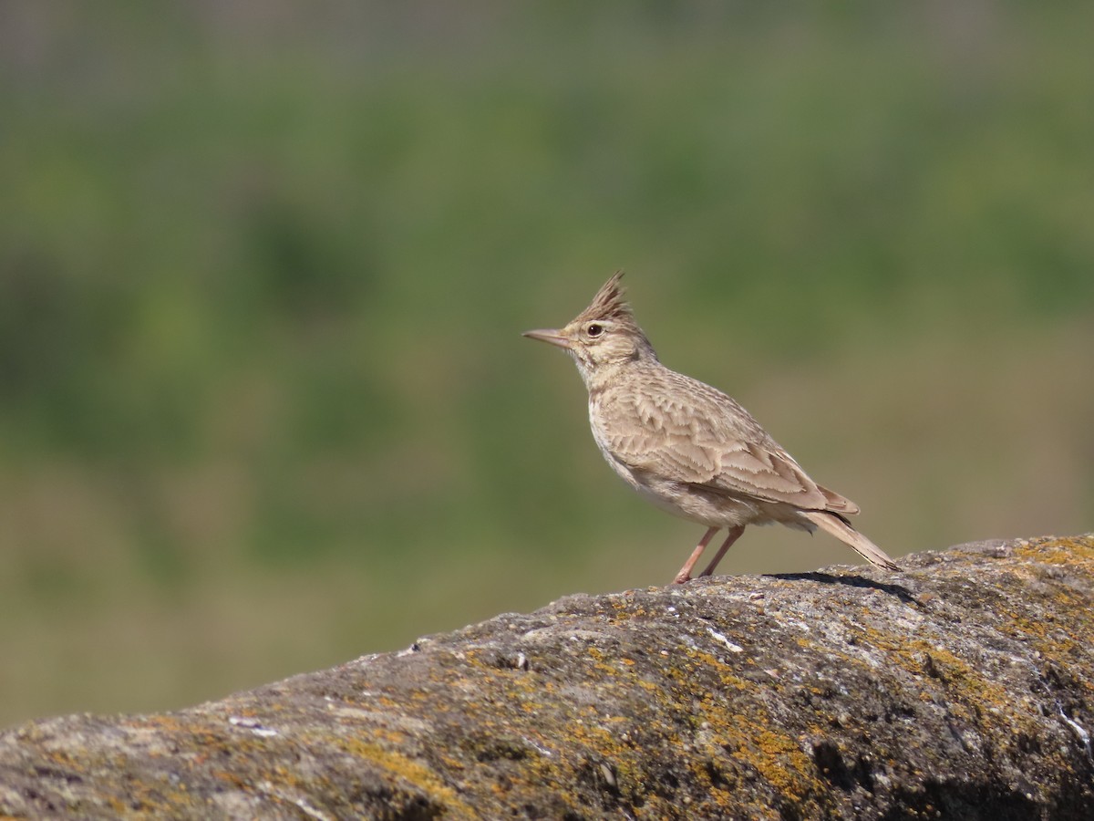 Crested Lark - Miguel Diez Vaquero