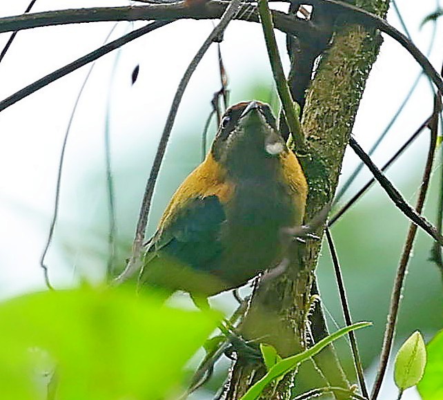 Lesser Antillean Tanager (St. Vincent) - ML617831217