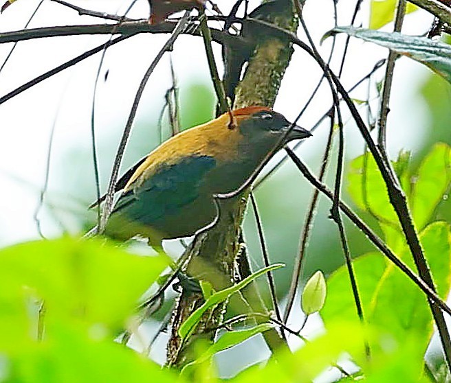 Lesser Antillean Tanager (St. Vincent) - ML617831218