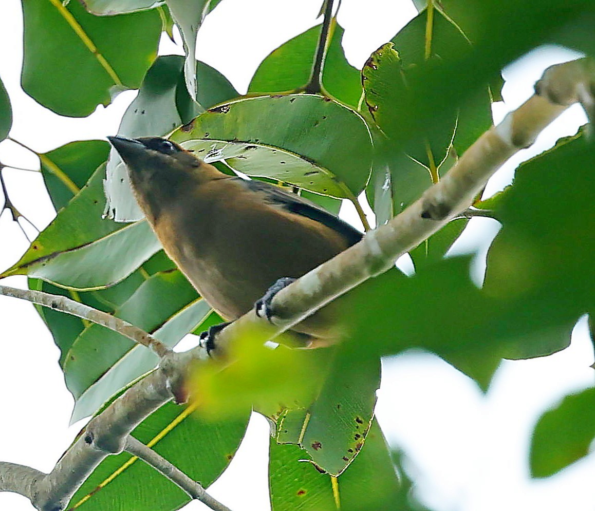 Lesser Antillean Tanager (St. Vincent) - Maciej  Kotlarski