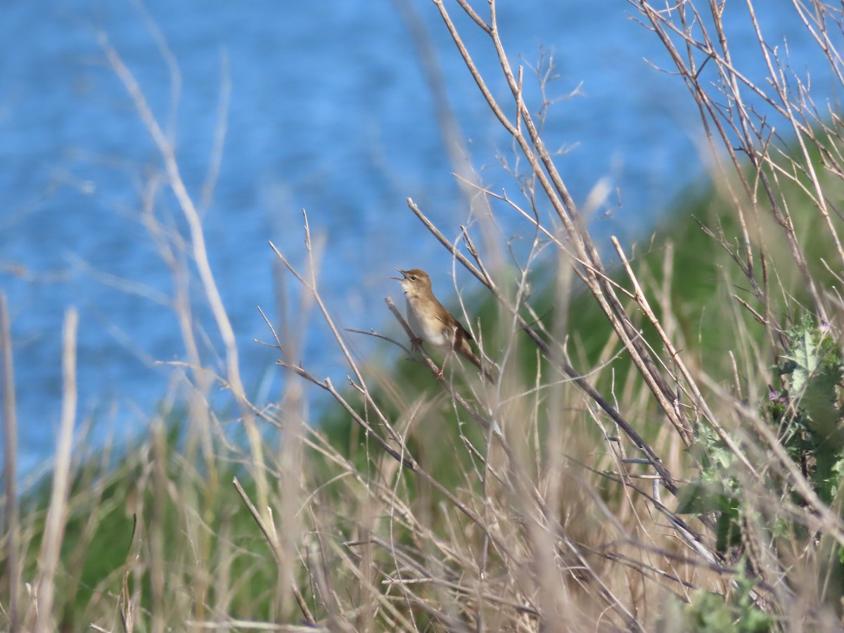 Savi's Warbler - Miguel Diez Vaquero