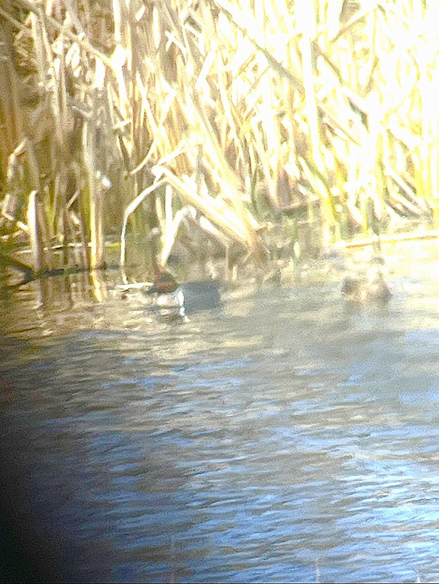 Green-winged Teal (American) - ML617831262