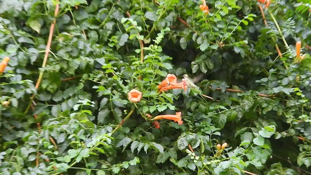 Colibri à gorge rubis - ML617831323