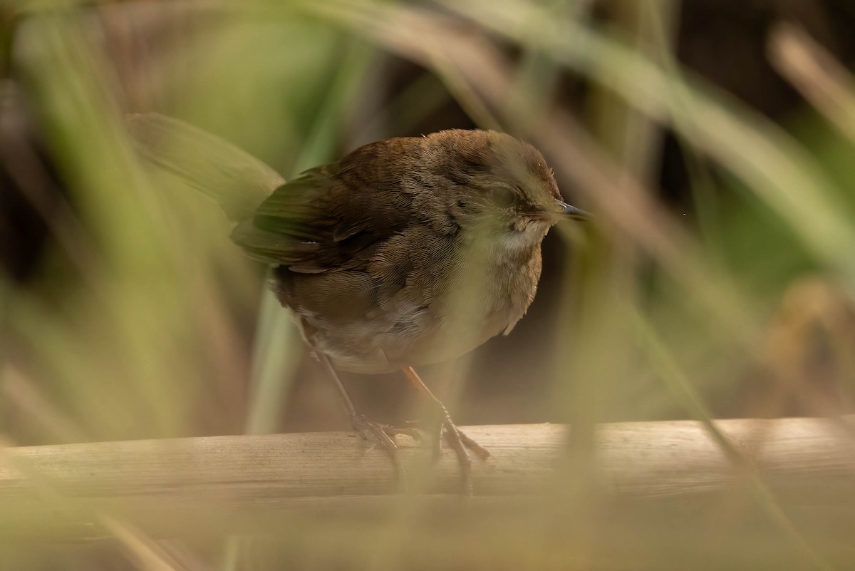 Spotted Bush Warbler - ML617831334