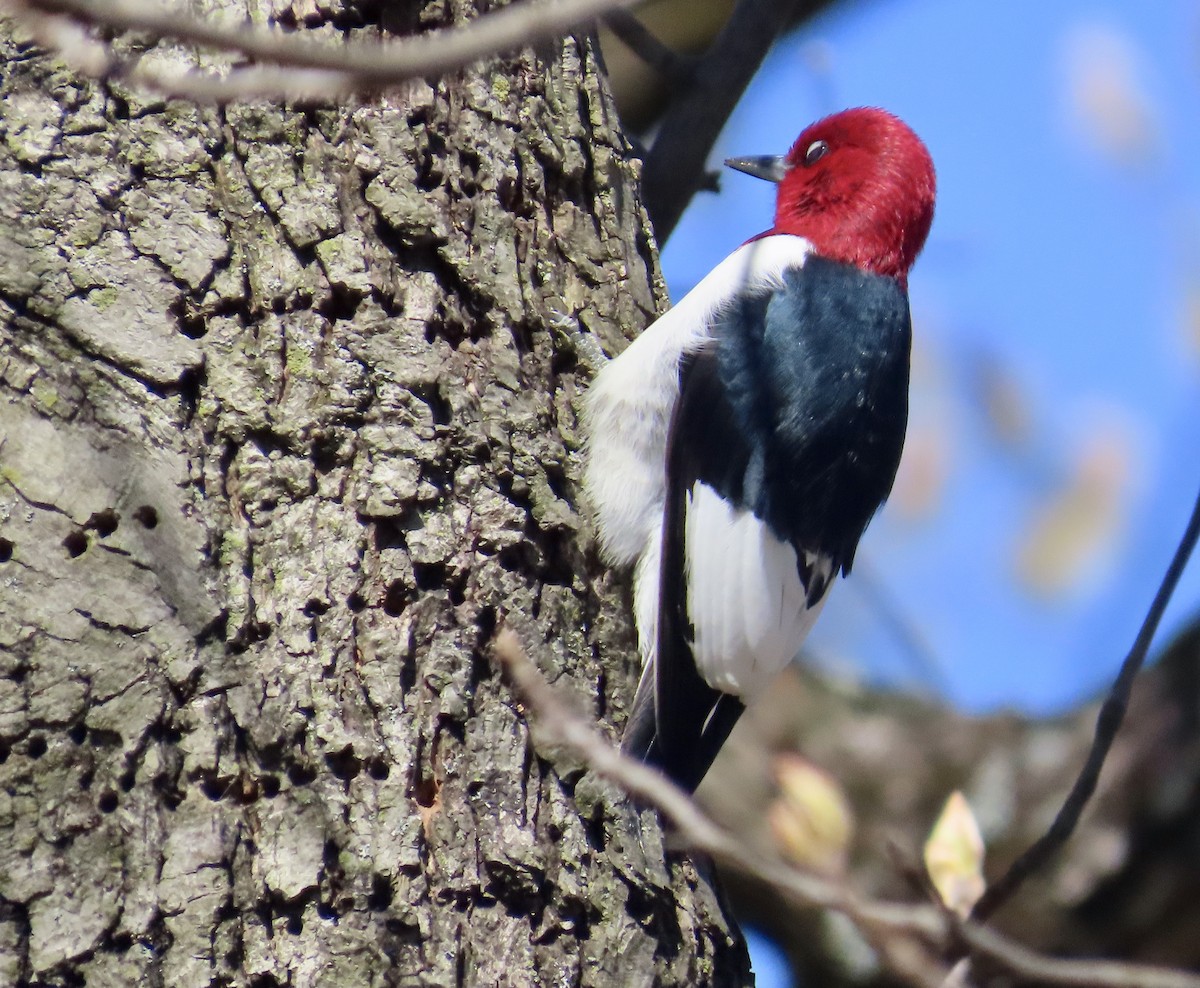 Red-headed Woodpecker - ML617831335